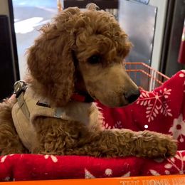 Red Collar - Red  male Poodle puppy in El Paso, Texas from Paws Of Beauty