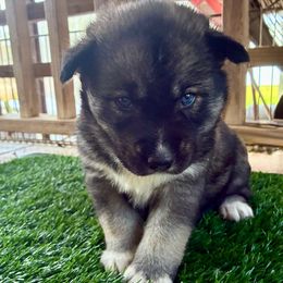 Odin - Agouti and white male Siberian Husky puppy in Walker, Louisiana from TRUHUSKY SIBERIANS
