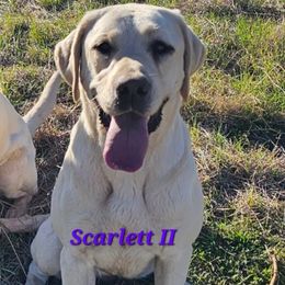 Scarlett - Labrador Retriever