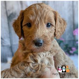 TATER - Multigen Mini Medium Goldendoodle - Ready 11-7 - OFA-Genetics-2 Yr Warranty - Apricot male Goldendoodle puppy in Jeddo, Michigan from Apple Creek Doodles
