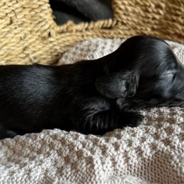 Jinx - Black male Dachshund puppy in Excel, Alabama from CJ’s Little Palace