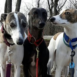 Whippets from WildAbout