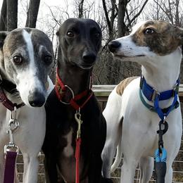 Whippets from WildAbout