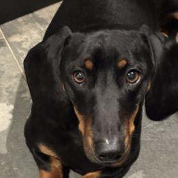 Chipolata - Dachshund
