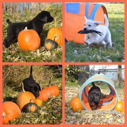 Labrador Retriever Puppies from Dunn’s Marsh Labradors