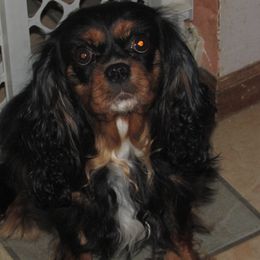 ASPEN - Cavalier King Charles Spaniel