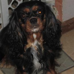 ASPEN - Cavalier King Charles Spaniel