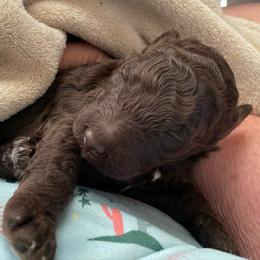 Goldie - Brown female Poodle puppy in Mechanicsburg, Pennsylvania from Ashton’s Standards