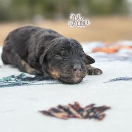 Kir - Tri-color male Bernedoodle puppy in Youngstown, Florida from Wonderland’s Boujie Kennels