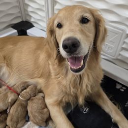 Golden Retriever puppies from Daffodil Valley Goldens
