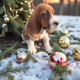 Tina - Mahogany and white female Basset Hound puppy in Inman, Nebraska from Sandhill Hounds of Nebraska