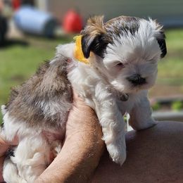 Shihpoos from B&B Designer Shihpoo’s
