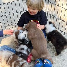 Aussiedoodle and Australian Shepherd Puppies from RoseWest Farms