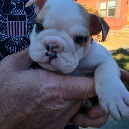 Orange - White male Bulldog puppy in Walhalla, South Carolina from Lowery's English Bulldogs