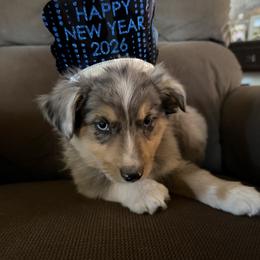 Brown - Blue merle male Toy Australian Shepherd puppy in Cedar Creek, Texas from Rowdy Ranch Tx