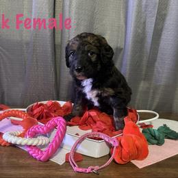 Pink - Tri-color female Bernese Mountain Dog puppy in Delton, Michigan from Rocky Top Acres
