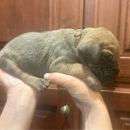 Brown collar - Fawn male Great Dane puppy in Ider, Alabama from Sand Mountain Danes LLC