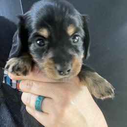 Cady - Black and tan female Dachshund puppy in Bigfork, Minnesota from Dachshunds Up North