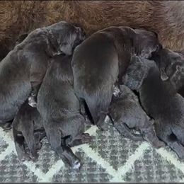Female 1 - Brown female Newfoundland puppy in Burfordville, Missouri from Umfleet Farms