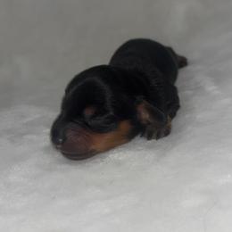 Olive - Black and tan female Dachshund puppy in White Pine, Tennessee from Rocky Top Weenies