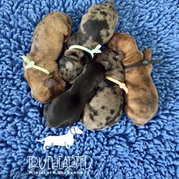 Quentin - Dapple male Dachshund puppy in Royse City, Texas from Truehearted Miniature Dachshunds