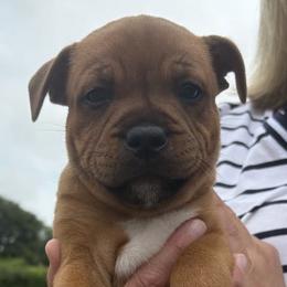 Staffordshire Bull Terrier Puppies from Tier 1 Staffordshire Bull Terriers