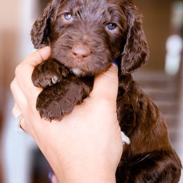 Goldendoodle Puppies from Lucky's Doodlez