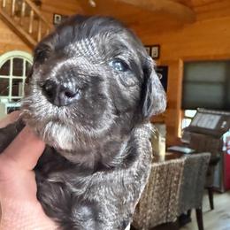 Tom Ford - Merle male Goldendoodle puppy in Pine Grove, California from Lundee Doodles
