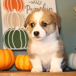 Beautiful boy thick white blaze - Red male Pembroke Welsh Corgi puppy in Missouri from Cooler Farms Corgis