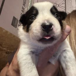 Boy 1 - Blue male Australian Cattle Dog puppy in Valley Mills, Texas from Bottoms Up Cattle Dogs