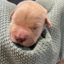 Priscilla - Light golden female Golden Retriever puppy in Ennis, Texas from Amberidge Golden Retrievers