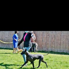 Evan - Xoloitzcuintli