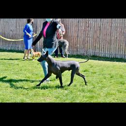 Evan - Xoloitzcuintli