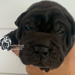 Harvest - Black female Chinese Shar-Pei puppy in Chipley, Florida from HapPei House of Wrinkles