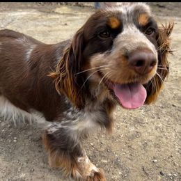 Lady - English Springer Spaniel