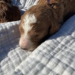 Purple - Red  female Poodle puppy in Pasco, Washington from Dayton Farms