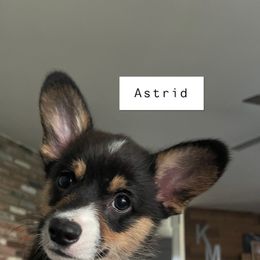 American Corgi and Pembroke Welsh Corgi Puppies from Flying K Corgis