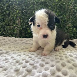 Salem - Black and white female Cardigan Welsh Corgi puppy in Clio, Michigan from Old Oak Cardigans