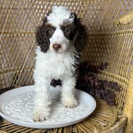 Brown Tri Male - Phantom male Poodle puppy in Belgreen, Alabama from Scott’s Farm Poodles and Doodles
