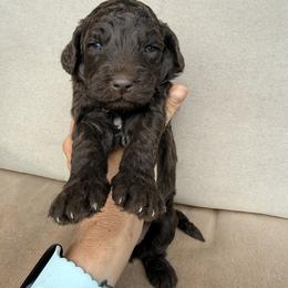 Aussiedoodle and Sarplaninac Puppies from Pesky Redneck Mini Ranch
