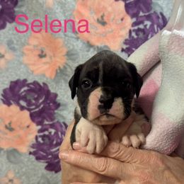 Selena - Brindle female Boxer puppy in Elyria, Ohio from Just-A-Wyn Boxers