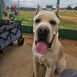 Cane Corso puppies from Carrie Brown's Cane Corsos