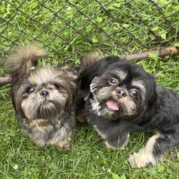 Shih Tzu puppies from Winona’s Legacy