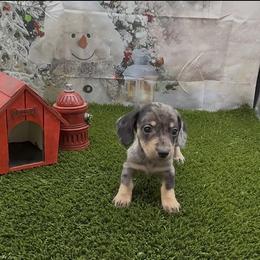 Black and Tan Dapple Smooth Boy - Dapple male Dachshund puppy in Killeen, Texas from Southern Dachshunds