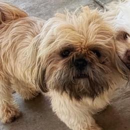 Kevin - Brindle male Shih Tzu puppy in Victorville, California from RUMBLE n TUMBLE