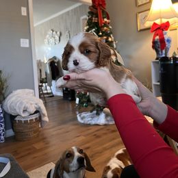 Cavalier King Charles Spaniel Puppies from Southern Valley Cavaliers