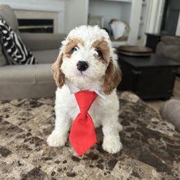 Fluffy - Parti male Goldendoodle puppy in Mint Hill, North Carolina from DoodleForever