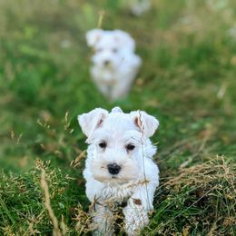 Aussiedoodle and Miniature Schnauzer Puppies from Cedar Creek Ranch