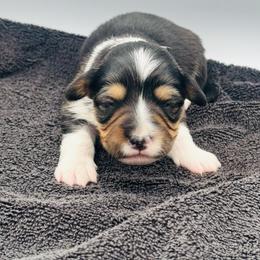 Tri female 1 WITH tail - Black and tan female Pembroke Welsh Corgi puppy in Hale, Michigan from All Hale Corgis