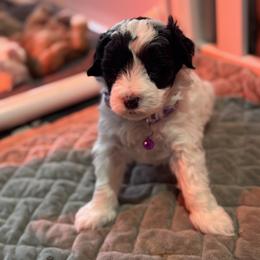 Cowie - Black and white female Bernedoodle puppy in Gainesville, Florida from Alyssa Xxweetdoodles